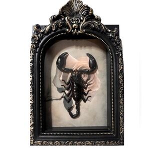 SOLD Gothic Handmade Oddity Black & Gold Framed Scorpion Specimen